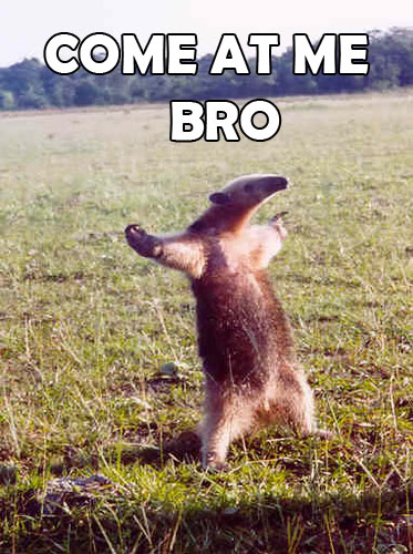 Ant-eater standing up with its arms wide. Caption reads - 'Come at me bro!'